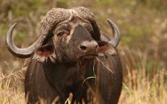 Buffalo in water 202x84
